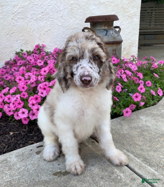 Standard Poodle dogs Toby- genetic clear - Ad 1