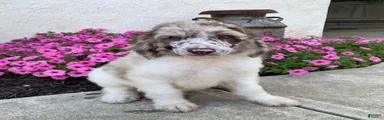 Toby- genetic clear