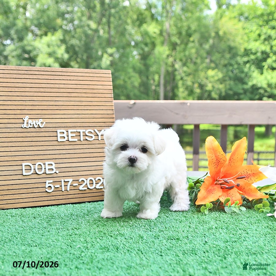 Maltese dogs Betsy - Ad 2