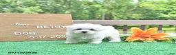 Maltese dogs for sale: Betsy - Ad 2