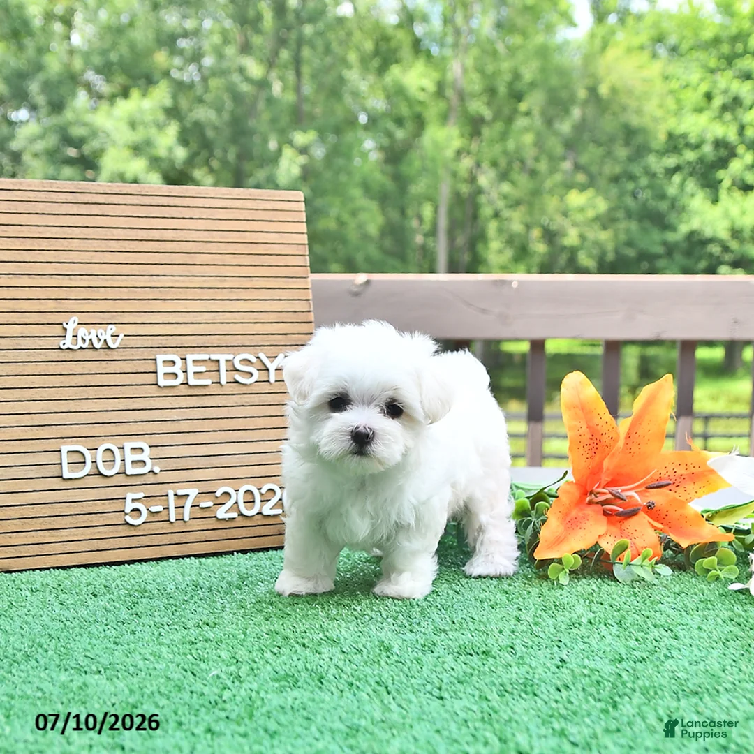 Maltese dogs for sale: Betsy - Ad 2