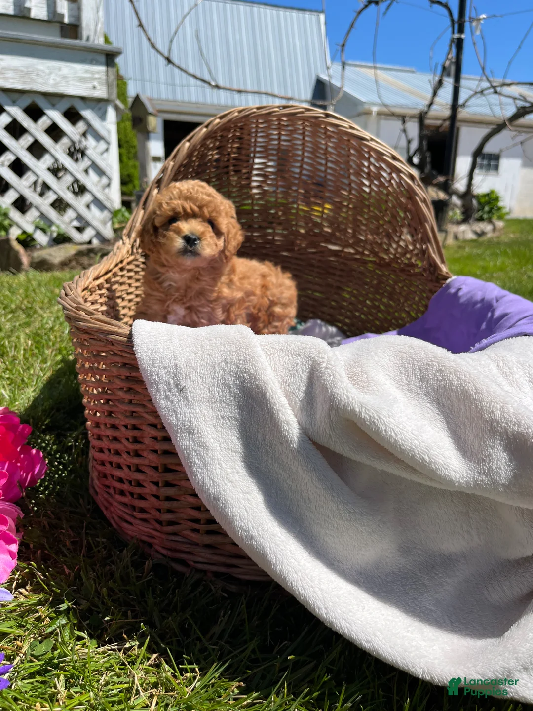 Toy Poodle dogs for sale: Honey 🐾❤️AKC 🐾House & Crate Trained❤️610-806-6386 - Ad 2