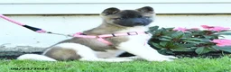 Akita dogs for sale: Nadia - Ad 3