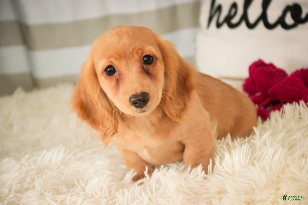 Miniature Dachshund dogs for sale: Taffy - Ad 6
