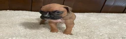 Boxer dogs for sale: Moxy - Ad 19