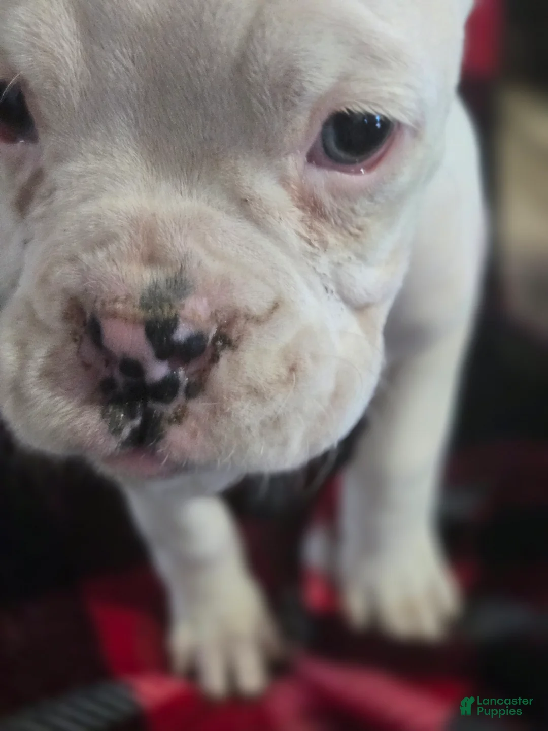 Boxer dogs for sale: Pete - Ad 5