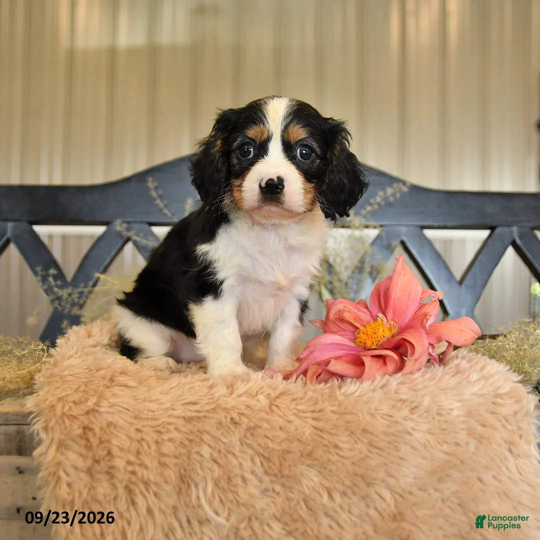 Cavalier King Charles Spaniel dogs for sale: Phoenix - Ad 1