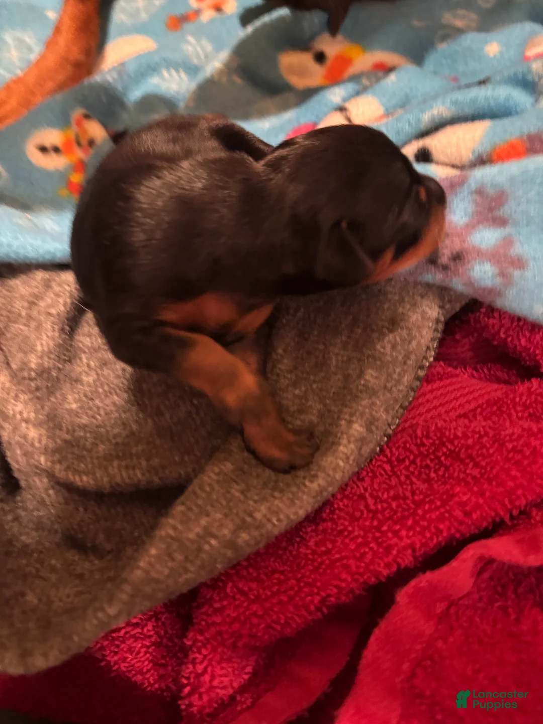 Miniature Pinscher dogs for sale: Miniature Pinscher Puppy 4 - Ad 2