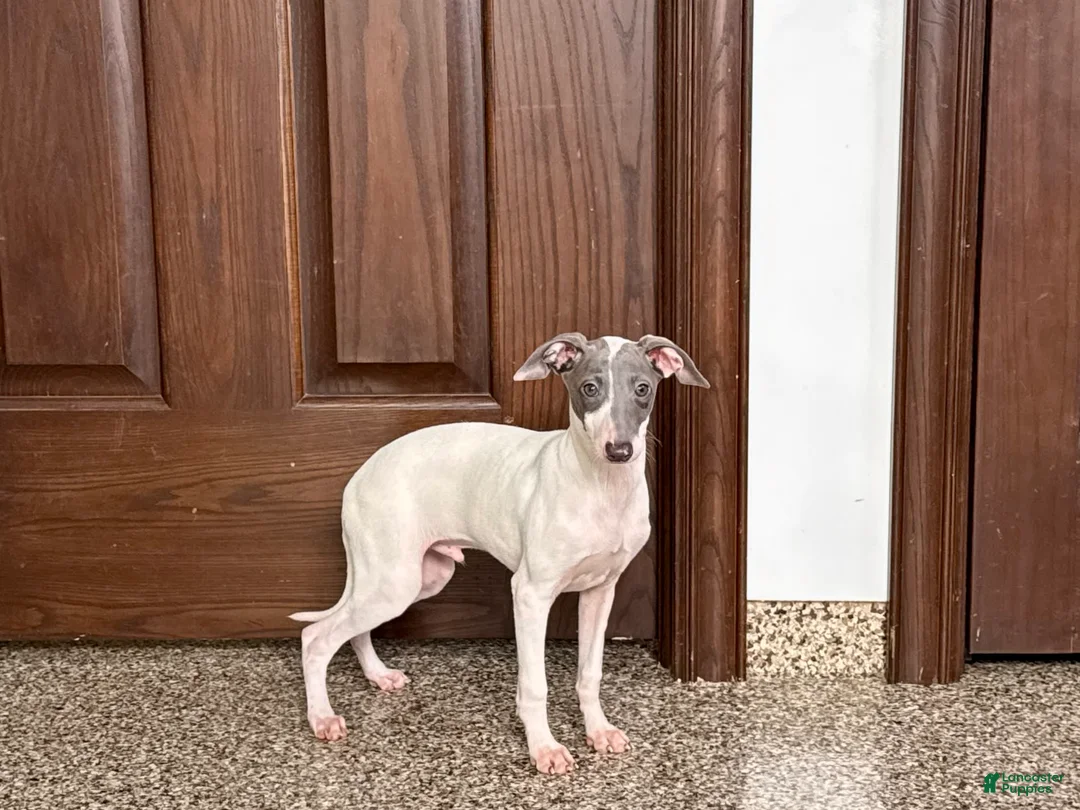 Italian Greyhound dogs for sale: Jace - Ad 4
