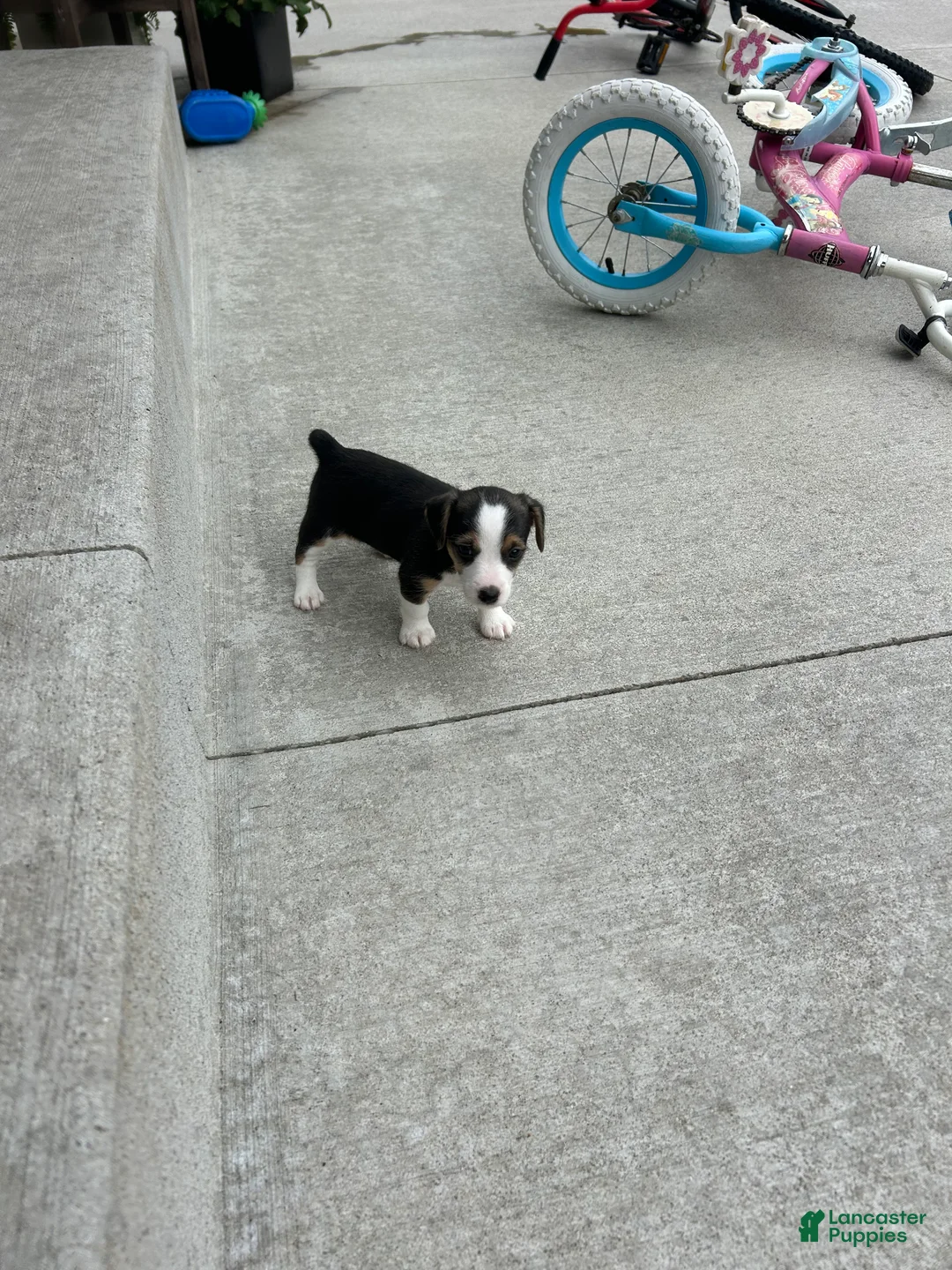 Jack Russell Terrier dogs for sale: S’mores  - Ad 1
