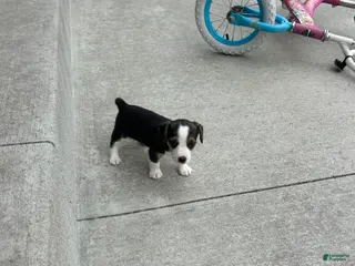 Jack Russell Terrier dogs S’mores - Ad 37