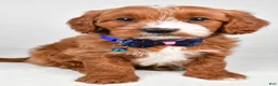 Cavapoo dogs for sale: Echo - Ad 6
