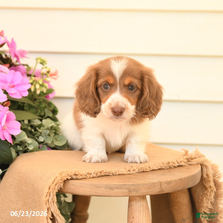 Dachshund dogs Tanner - Ad 2