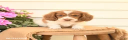 Dachshund dogs for sale: Tanner - Ad 2