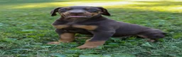 Doberman Pinscher dogs for sale: ODIN - Ad 4