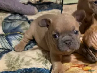 Mixed Breed dogs Mixed Breed Puppy 6 - Ad 40