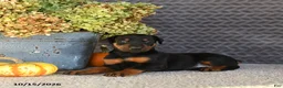 Doberman Pinscher dogs for sale: Ellie - Ad 3