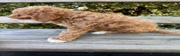 Mini Goldendoodle dogs for sale: Molly - Ad 2