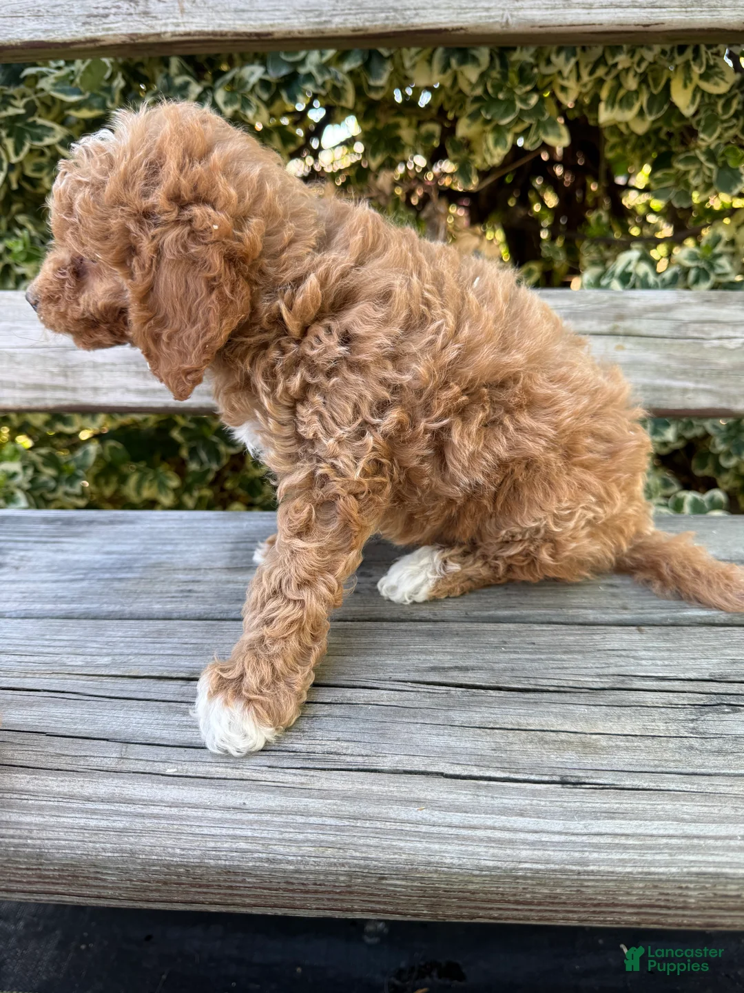 Mini Goldendoodle dogs for sale: Molly - Ad 2
