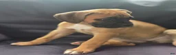 Boxer dogs for sale:  Cricket  - Ad 3