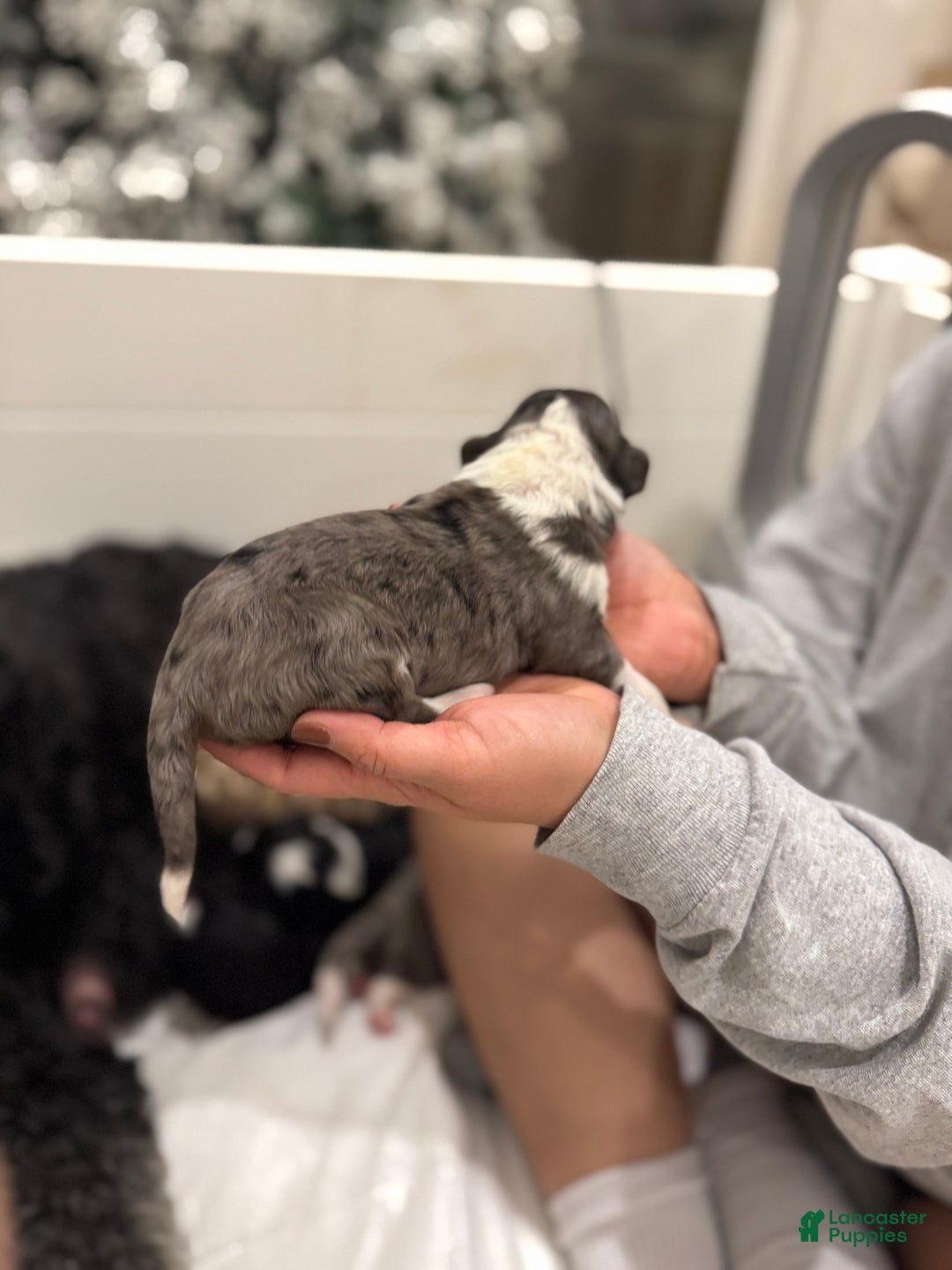 Bernedoodle dogs for sale: Dean-O - Ad 6