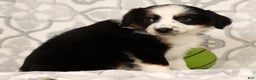 Miniature Australian Shepherd dogs for sale: Joy - Ad 3
