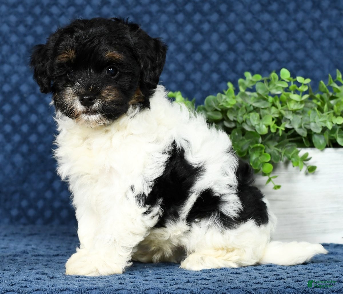 Havapoo dogs Cooper - Ad 13