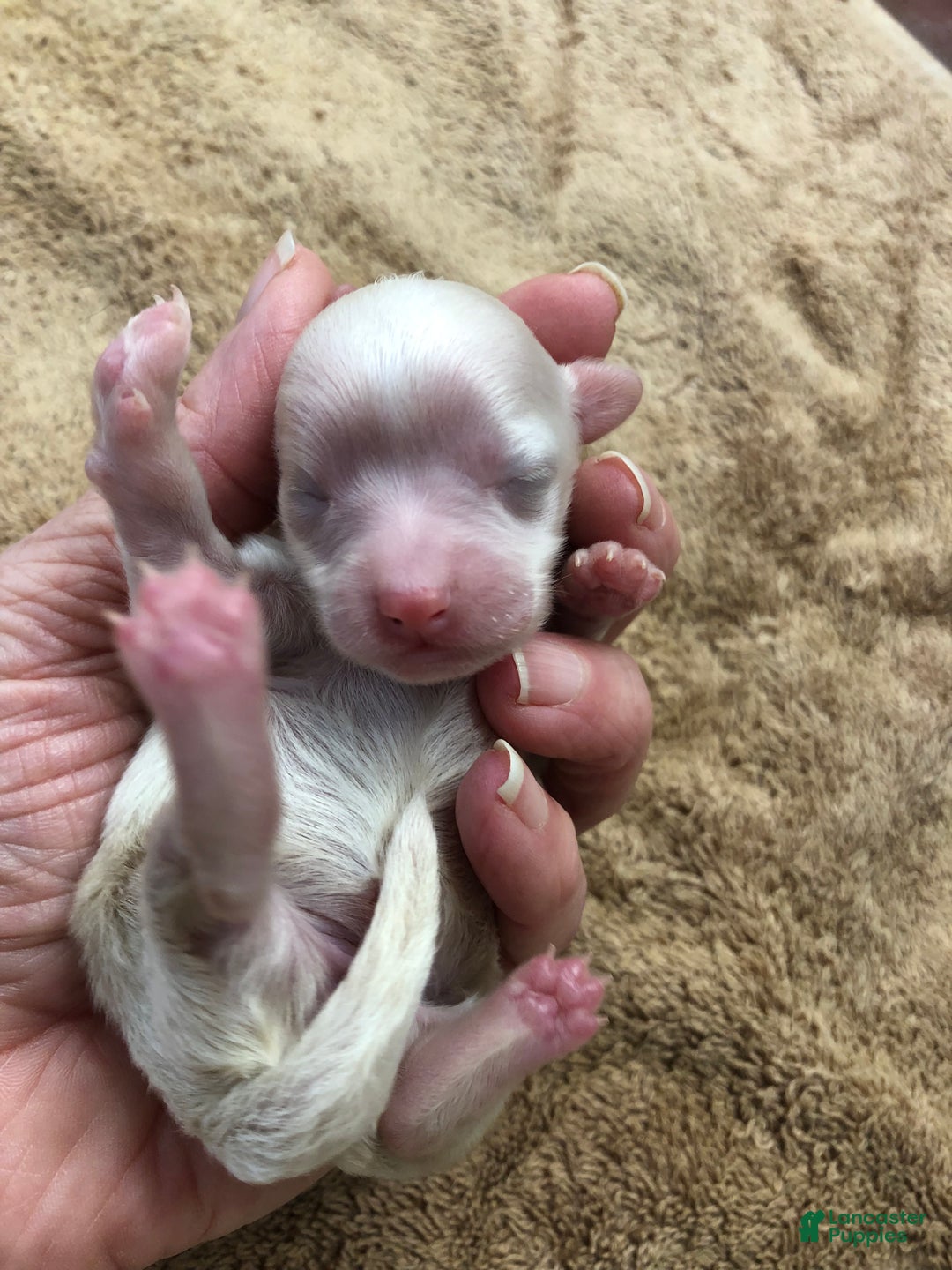 Maltipoo dogs for sale: Genevieve - Ad 8