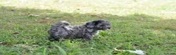 Cavapoo dogs for sale: Cavapoo 3 Twinkle - Ad 4