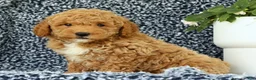 Mini Goldendoodle dogs for sale: Vinny - Ad 5