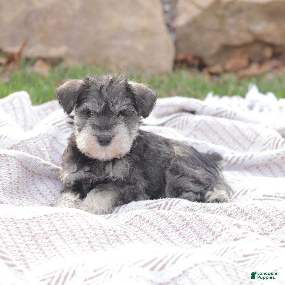 Miniature Schnauzer dogs for sale: Litchfield Angel - Ad 2