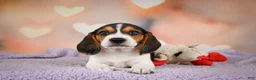 Beagle dogs for sale: OSCAR - Ad 13