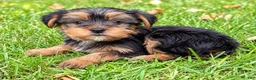 Yorkshire Terrier dogs for sale: Winston - Ad 4