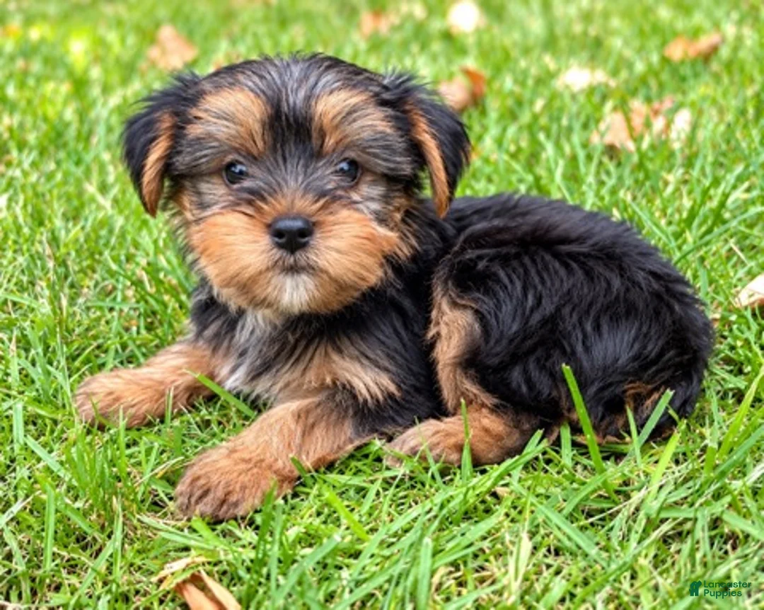Yorkshire Terrier dogs for sale: Winston - Ad 4