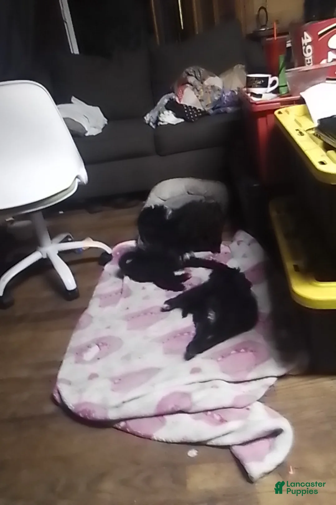 Mini Aussiedoodle dogs for sale: Mini Aussiedoodle Puppy 3 - Ad 13