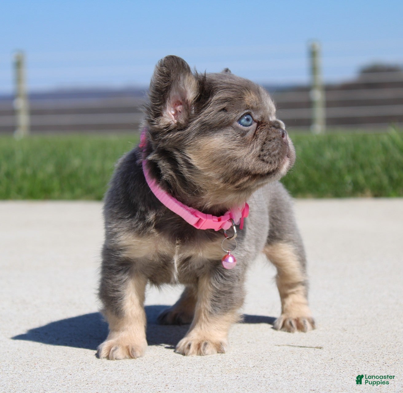French Bulldog dogs Miss Tiny - Ad 2