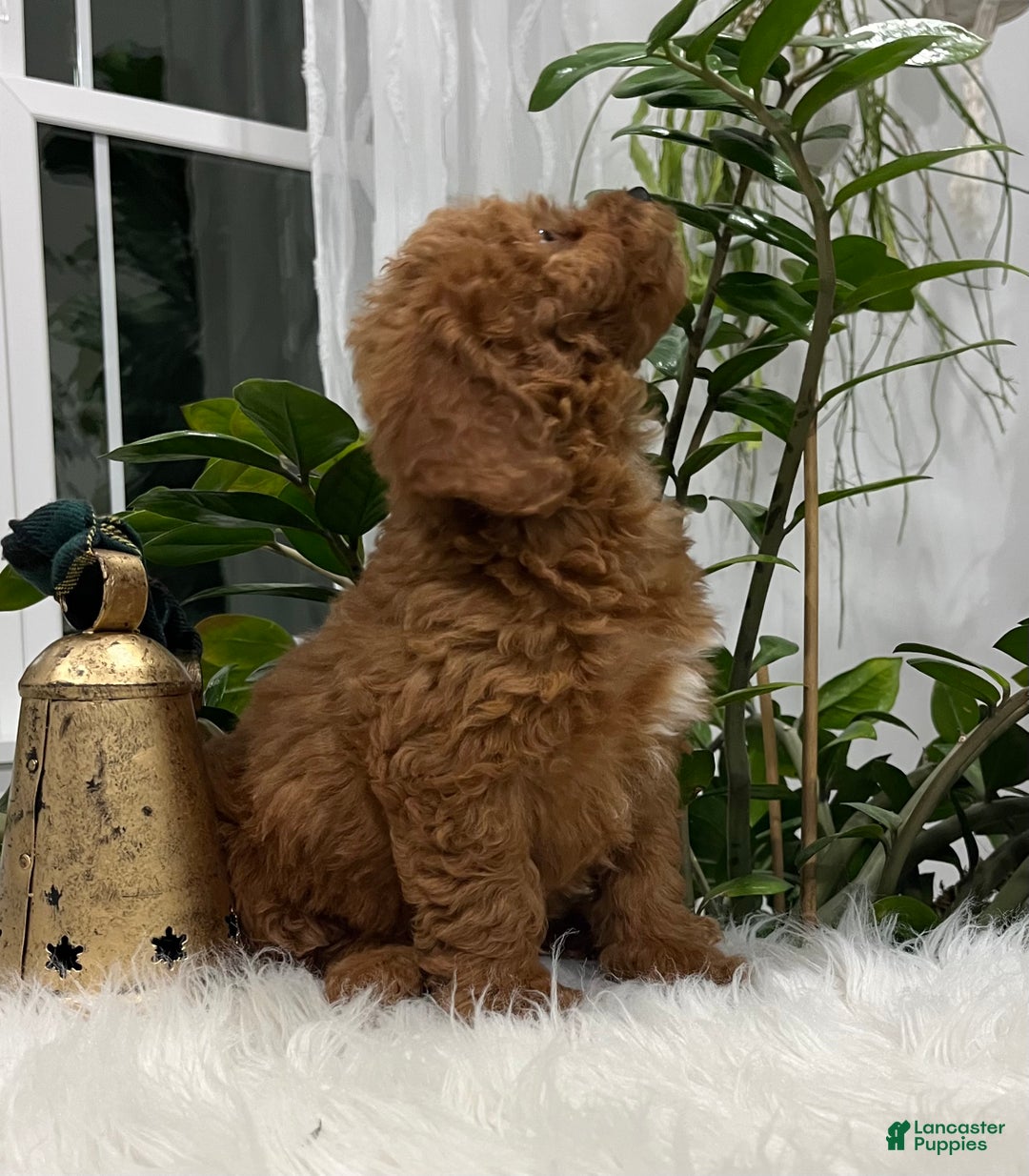 Goldendoodle dogs for sale: Jackson - Ad 2