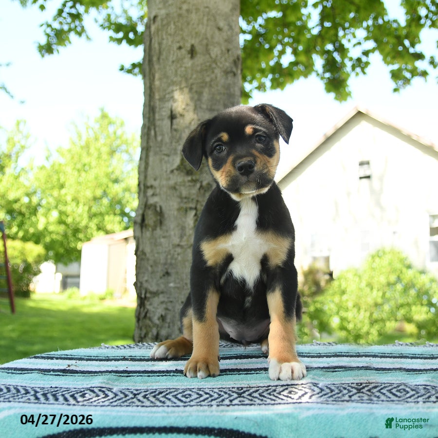 Mixed Breed dogs for sale: Zoey - Ad 3