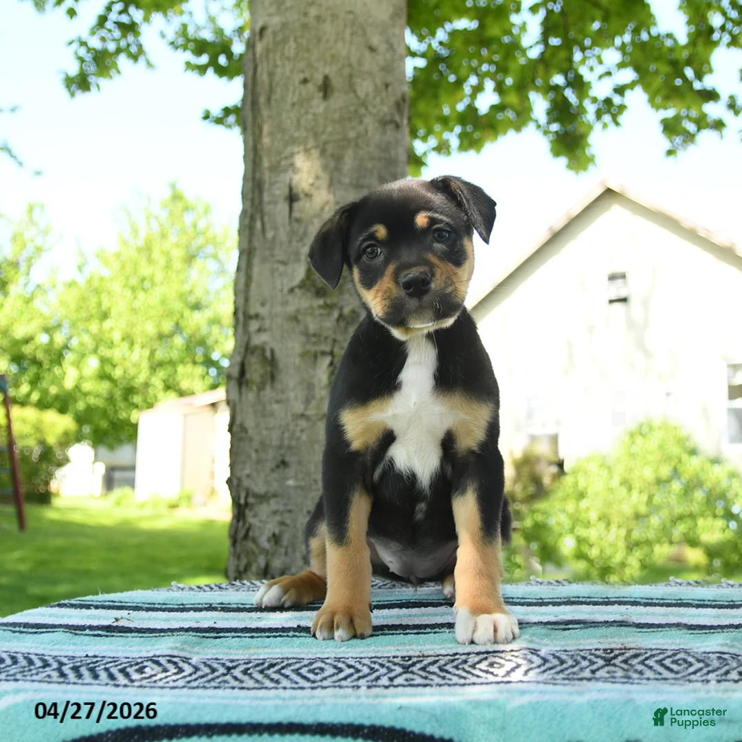 Mixed Breed dogs for sale: Zoey - Ad 1