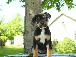 Mixed Breed dogs for sale: Zoey - Ad 3