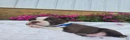 Boston Terrier dogs for sale: Brownie - Ad 4