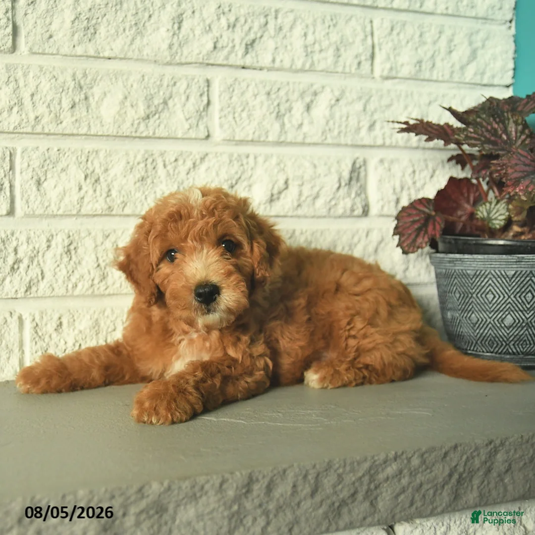 Mini Goldendoodle dogs for sale: Ninja  - Ad 5