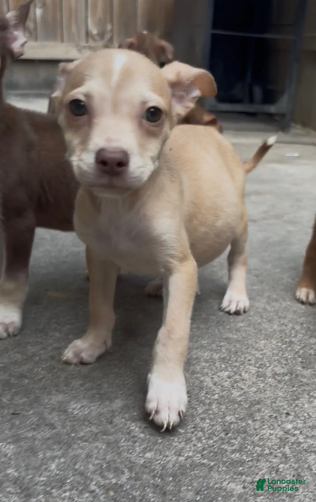 Pitsky dogs for sale: DALIA - Ad 3