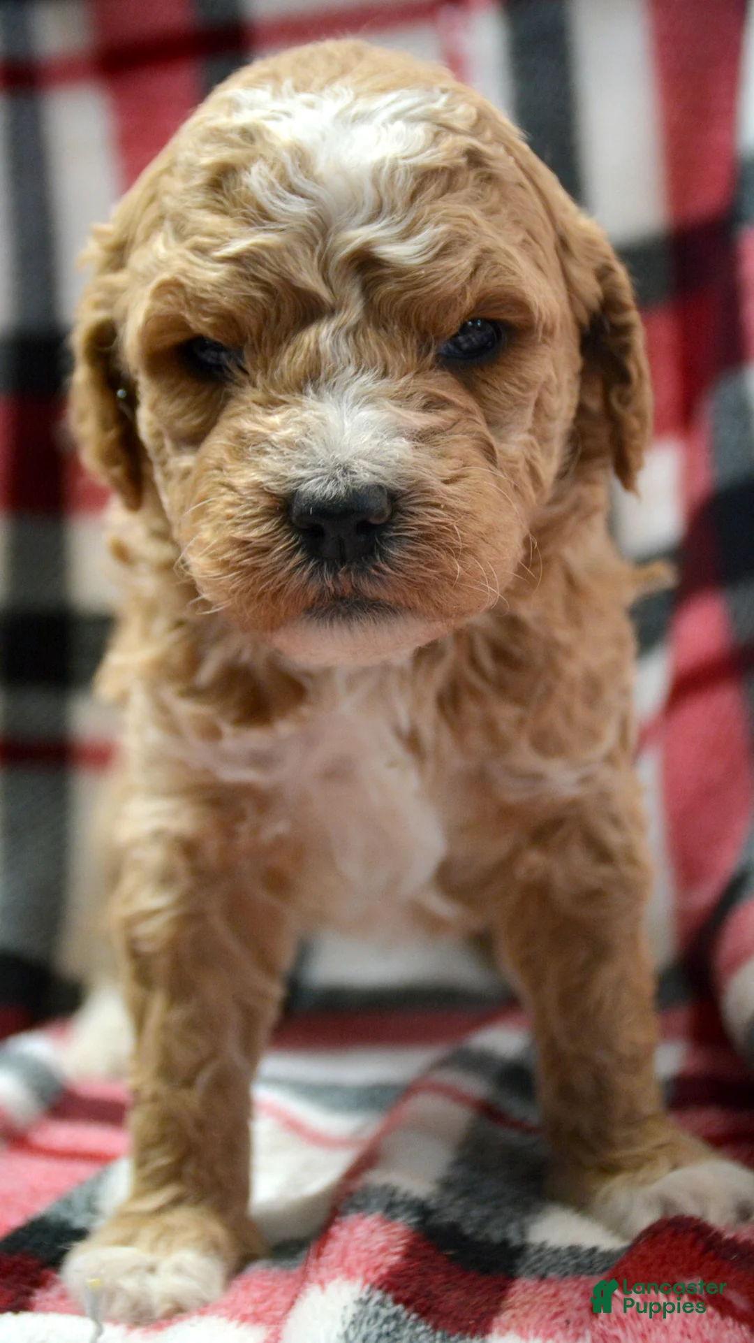 Mini Goldendoodle dogs for sale: Mini Goldendoodle Diane - Ad 2