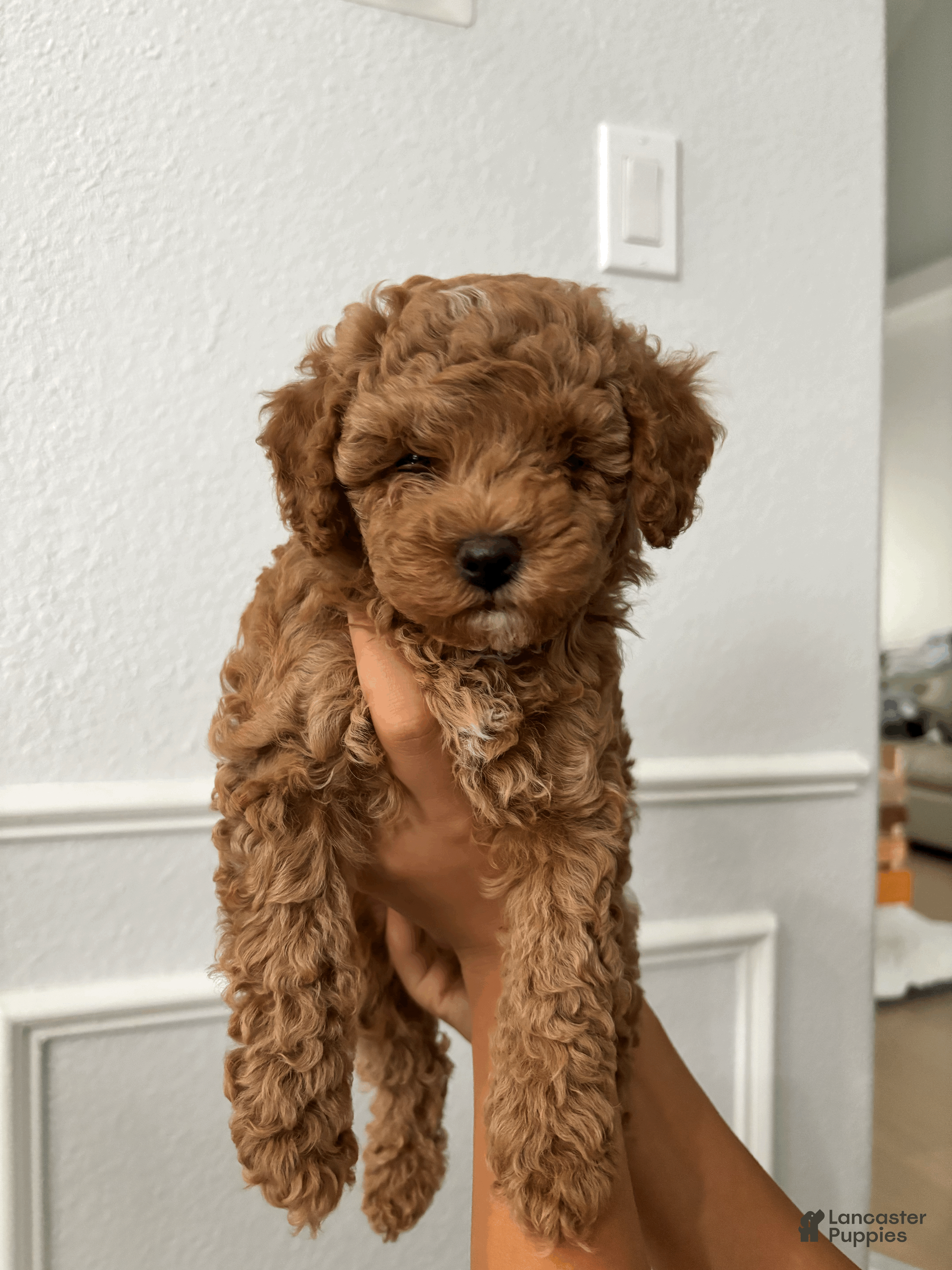 Toy Poodle dogs Harry - Ad 20