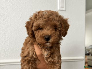 Toy Poodle dogs Harry - Ad 20