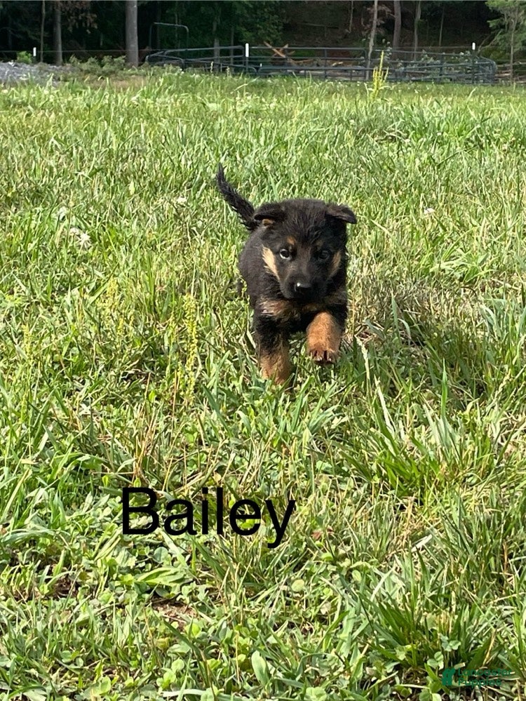 German Shepherd dogs Bailey - Ad 2