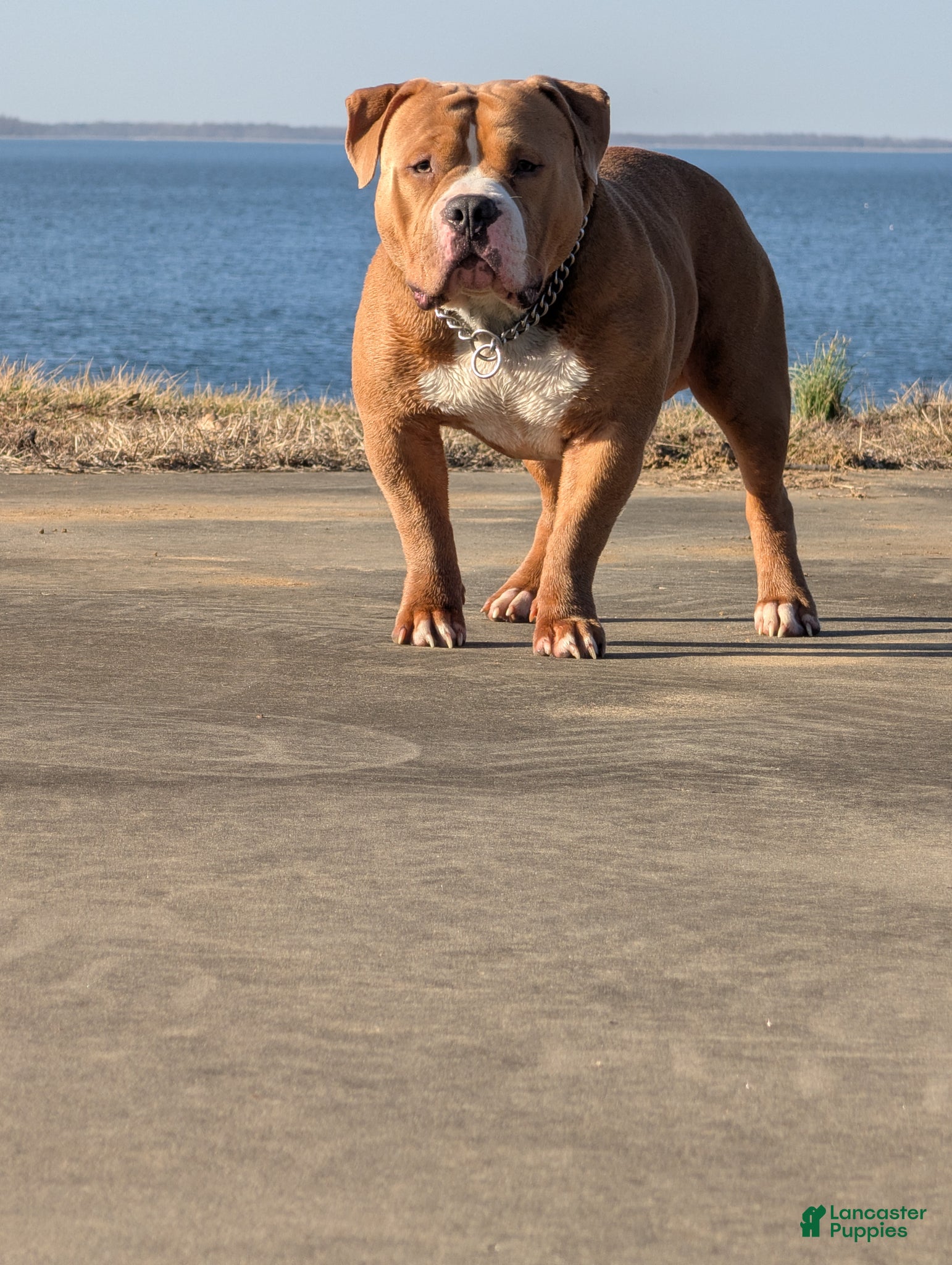 American Bully dogs Scoot Full Blooded American Bully #Papered #ABKC  - Ad 2