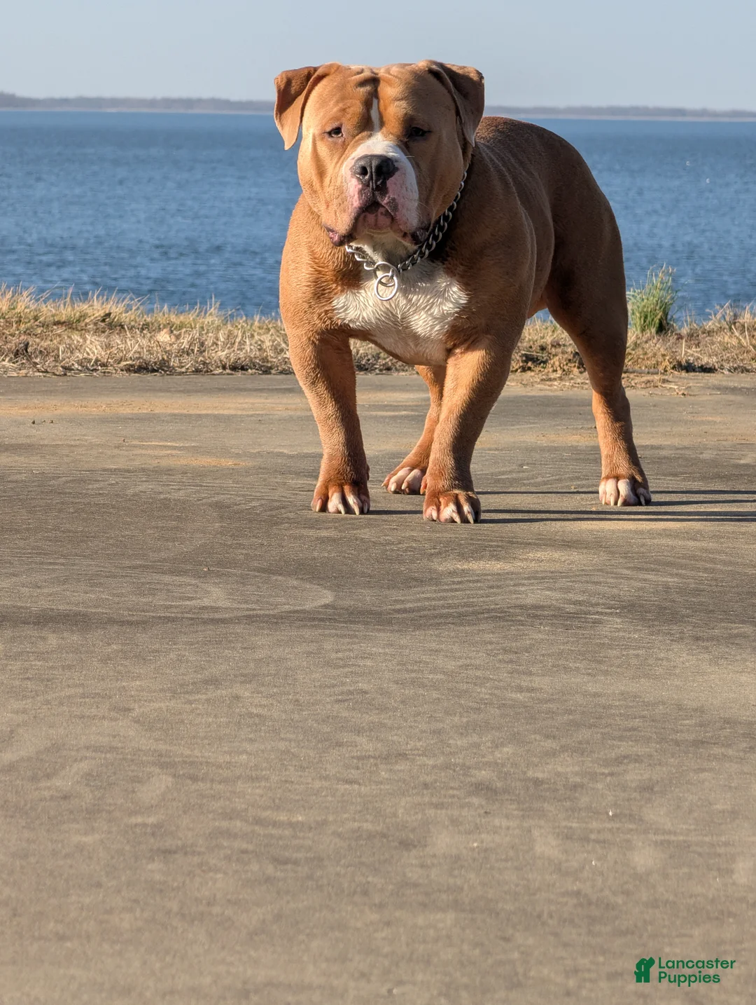 American Bully dogs for stud: Scoot Full Blooded American Bully #Papered #ABKC  - Ad 1