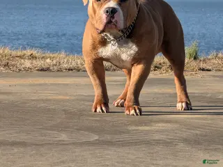 American Bully dogs Scoot Full Blooded American Bully #Papered #ABKC - Ad 2